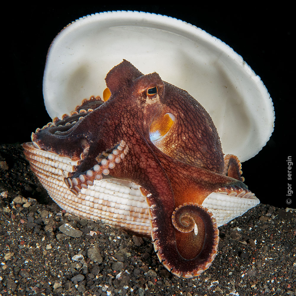 Coconut Octopus